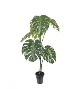 Hovedbilde Mr Plant Monstera 120 cm