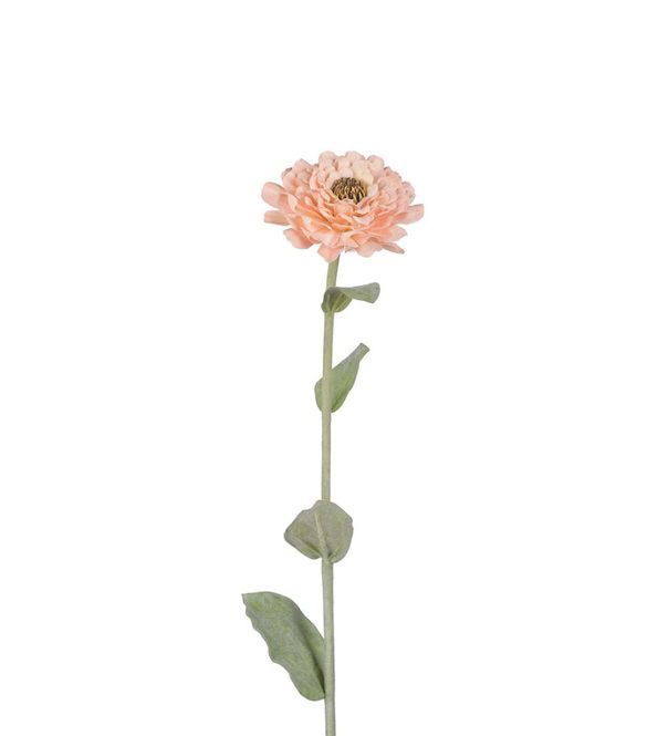 Hovedbilde Mr Plant Zinnia Aprikos