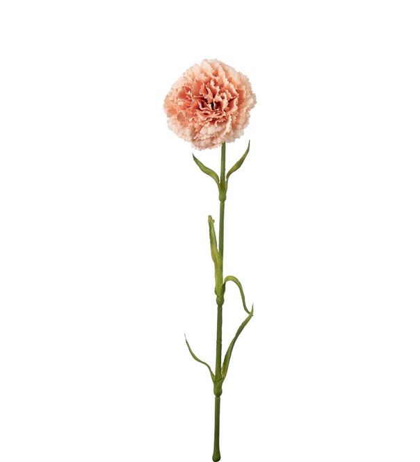 Hovedbilde Mr Plant Nellik Fersken